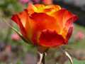 Red yellow rosebud 1